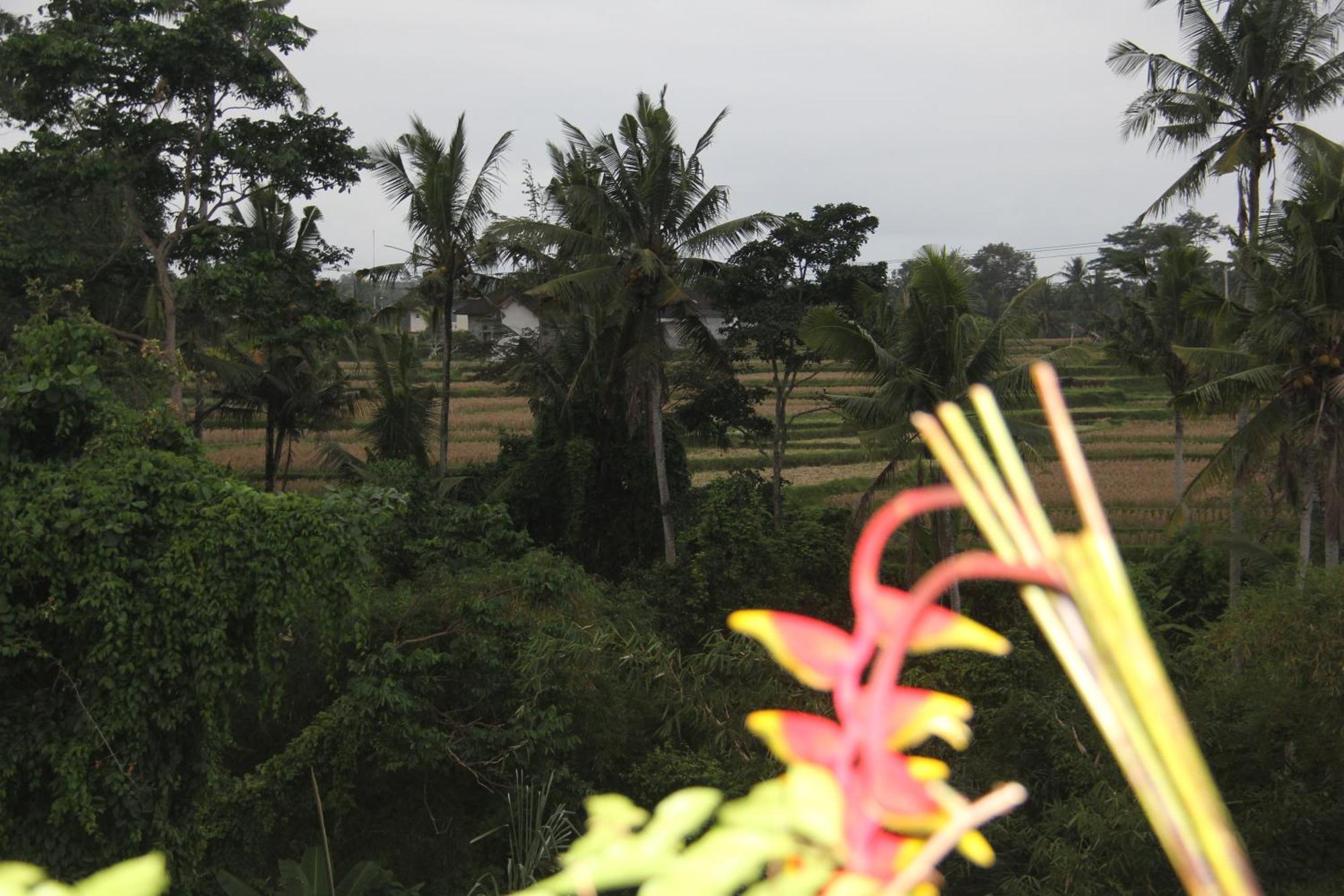 Ogek Home Stay Ubud Extérieur photo